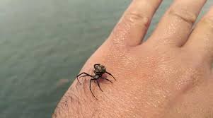 В какое время года паук наиболее активен, и что делать в случае укуса? V Odesskoj Oblasti Snova Razmnozhaetsya Karakurt Pauk Chernaya Vdova Bessarabiya Inform