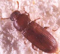 red and confused flour beetles