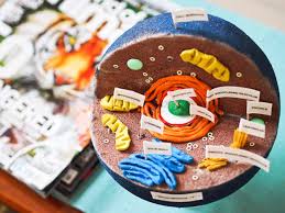 Touch device users, explore by touch or with swipe gestures. How To Create 3d Plant Cell And Animal Cell Models For Science Class Owlcation
