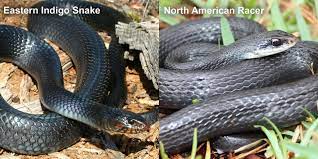 north american racer florida snake id