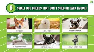 6 por small dog breeds that don t