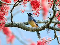 beautiful bird colorful bonito bird