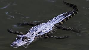 Do alligators really live in New York sewers?