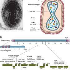 Monkeypox virus infection in monkeys has been used as a model for the study of the pathogenesis of smallpox (see chapter 3). Vaccinia Virus A Representative Poxvirus Virion Structure A And Download Scientific Diagram