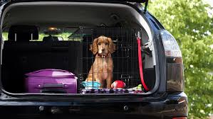 Puppy Car Travelling Tips Every Owner