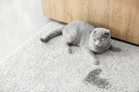 carpet remove cat urine smell