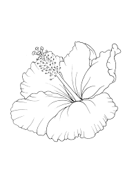 You can use our amazing online tool to color and edit the following hibiscus coloring pages. Hibiscus Flower Coloring Pages Download And Print Hibiscus Flower Coloring Pages