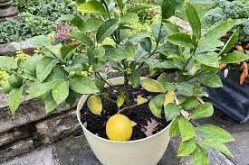 how to grow lemon trees indoors 6 easy