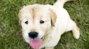 Basic tips to keep your dog off the habit of pooping. Reasons Why Puppies Eat Poop And How To Stop It