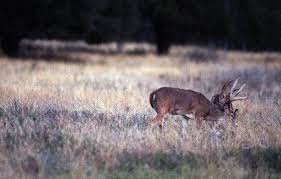 The Dos And Donts Of Deer Hunting Season In Texas