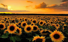 100 sunflower desktop backgrounds