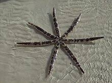 Starfish Wikipedia