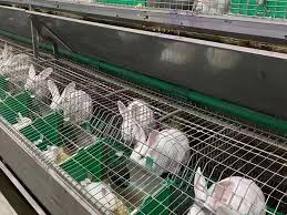 commercial rabbit breeding cages