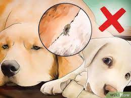 how to get rid of dog lice 11 steps