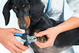 importance of t your pet s nails