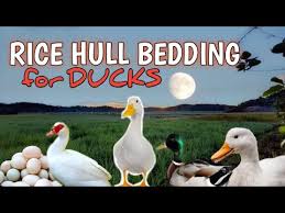 rice hull for duck beddings for clean