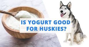 dogs and siberian huskies eat yogurt
