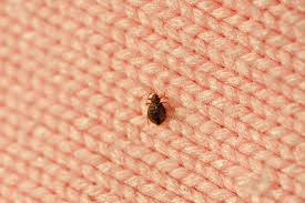 how to treat bed bugs in furniture