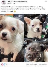 Petfinder has helped more than 25 million pets find their families through adoption. The Bottom Toofers On This Puppy Available For Adoption In Akron Ohio Toofers