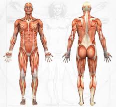 15 Follow The Author Anatomical Chart Company Human Muscle