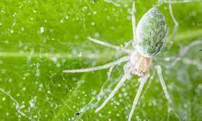 Inspect indoor and outdoor plants before check plants regularly to identify any pests or diseases, as much as twice a week during drought plants susceptible to spider mites. How To Get Rid Of Spider Mites During Flowering Plant Guide