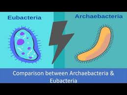 comparison between archaebacteria and