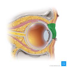 eyelid anatomy structure and function