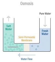 Osmosis In Potato Cells Lab Answers