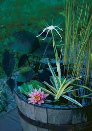Water Garden With A Container