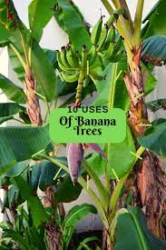 10 uses of banana trees plants dengarden