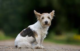 britain s favourite terrier breeds
