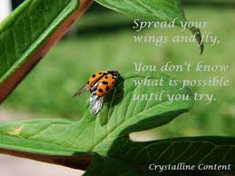 Inspirational Quotes Ladybug Ladybug Quotes Ladybug