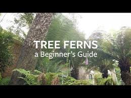 How To Look After Tree Ferns Grow At