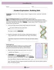 Read online gizmo student exploration building dna answer key book pdf free download link book now. Building Dna Gizmo 1 1 Rtf Name Date Student Exploration Building Dna Vocabulary Double Helix Dna Enzyme Mutation Nitrogenous Base Nucleoside Course Hero