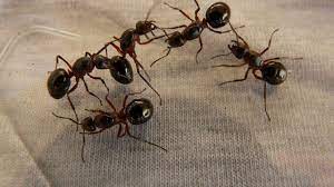 diy natural ant repellent control