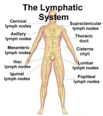 Manual Lymphatic Drainage Part Two The Technique