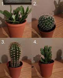Funny how they leave out any mention that these are artificially colored! Need Help Identifying Cacti Succulent How To Care For Them
