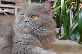 Our cattery is located in washington. British Shorthair Vs British Longhair My British Shorthair