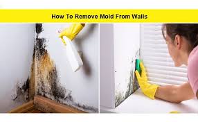 How To Remove Mold From Wall 7 Best
