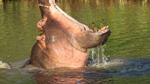 Hippopotame : taille, description, biotope, habitat, reproduction