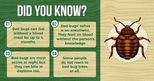 Bed Bugs Prevention In Singapore