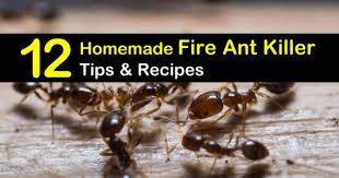 fire ant recipes