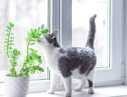 How To Stop Cats From Eating Your Plants - Backyard Boss