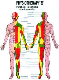 Physiotherapy V Peripheral Segmental Skin Innervation Anatomical Chart