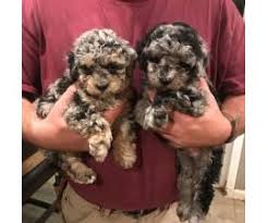 Maltese puppies for sale in texasselect a breed. Beautiful Maltipoo Puppies For Adoption In Waco Texas Puppies For Sale Near Me