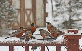 feeding wild birds in the winter months