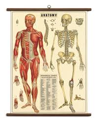 Details About Cavallini Ready To Hang Vintage School Chart 70x100cms Anatomy Of Human Body