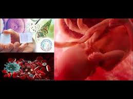 Resultado de imagen para biotecnologia roja