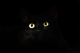 Black Cat Wallpaper View Cat Eyes