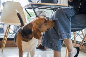 why does your dog sniff your rear end